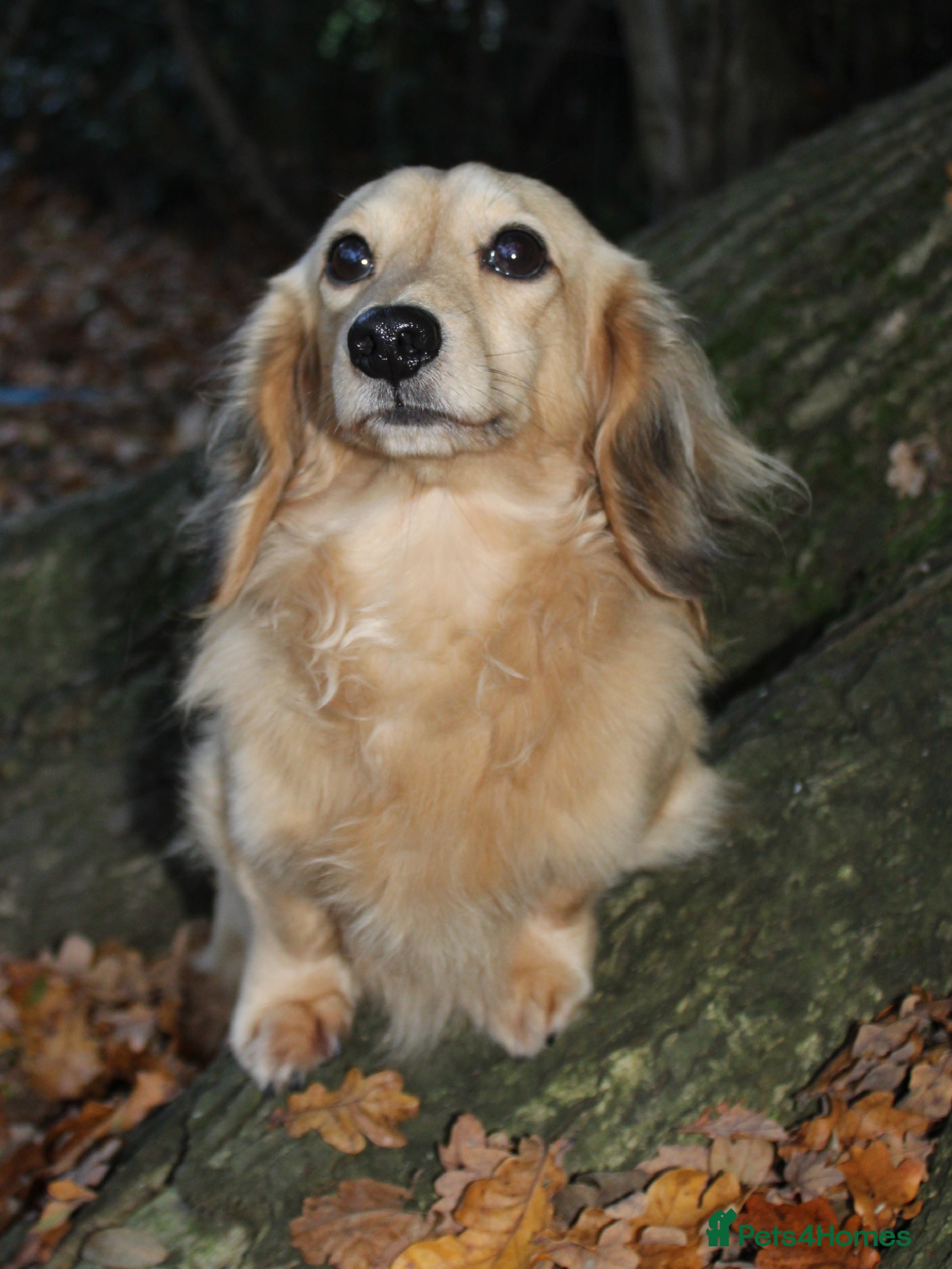 Miniature Dachshund dogs KC Reg• Cream Longhaired Stud• Fully Health Tested in Southampton - Advert 3