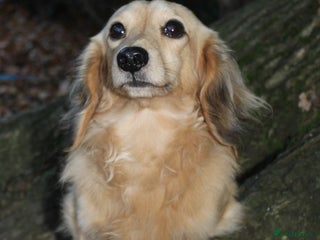 Miniature Dachshund dogs KC Reg• Cream Longhaired Stud• Fully Health Tested in Southampton - Advert 24