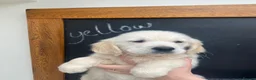 Golden Retriever dogs for sale: Beautiful Golden Retriever Puppies - Advert 6