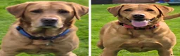 Labrador Retriever dogs for sale: KC registered Fox Red Labrador Puppies - Advert 4