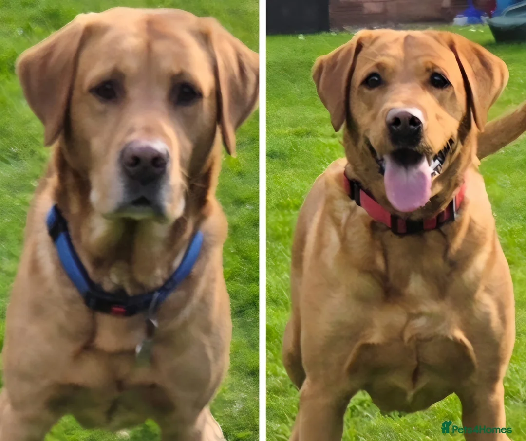 Labrador Retriever dogs for sale: KC registered Fox Red Labrador Puppies - Advert 4