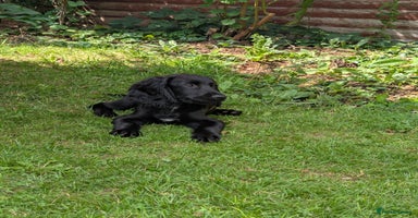 Sprocker dogs - Advert 9