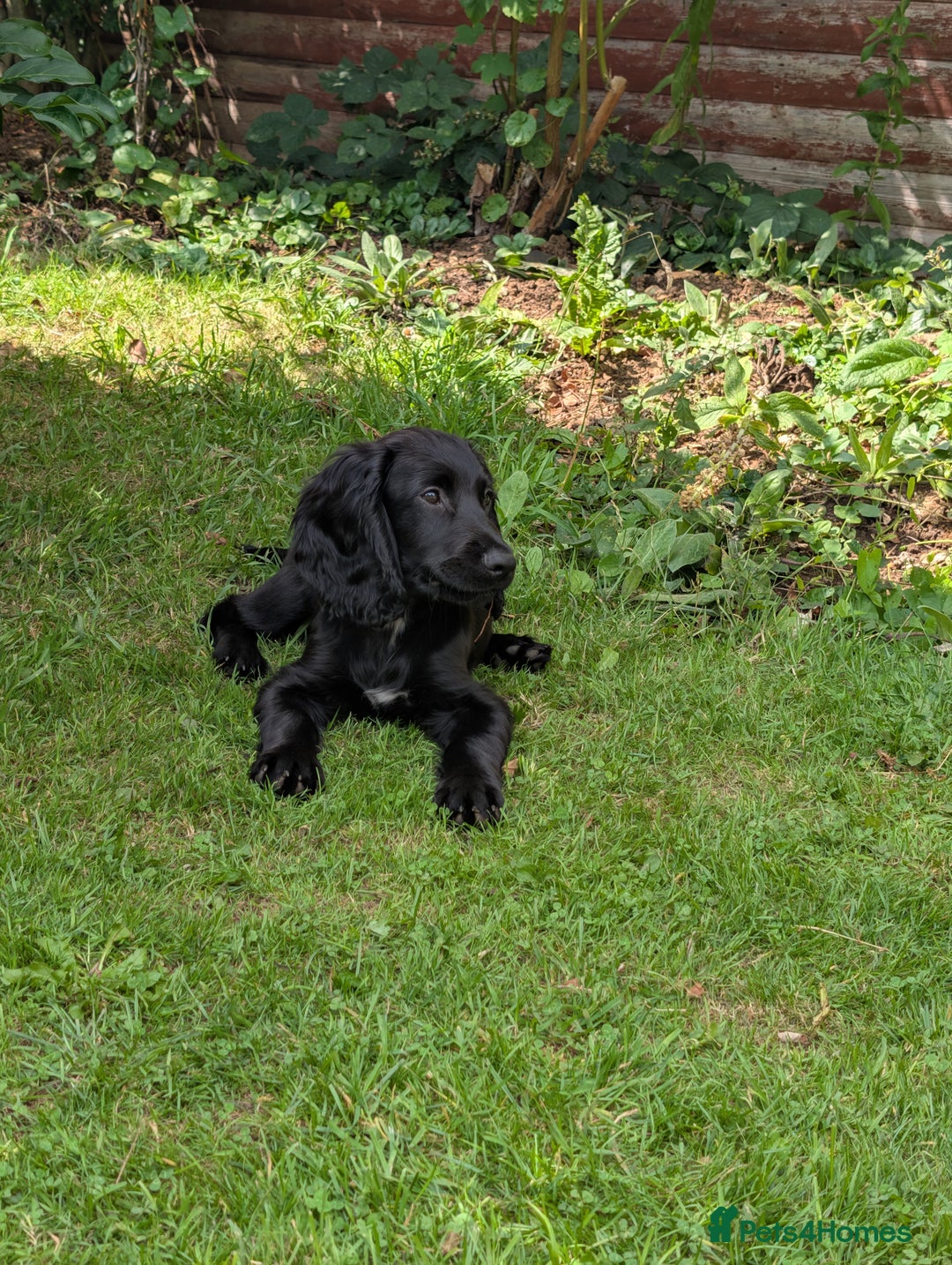 Sprocker dogs for sale: Black male Sprocker Spaniel -- 12 weeks  - Image 2