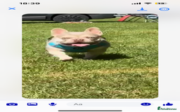 Mixed Breed dogs for sale: French bulldog/pocket bully  - Image 12
