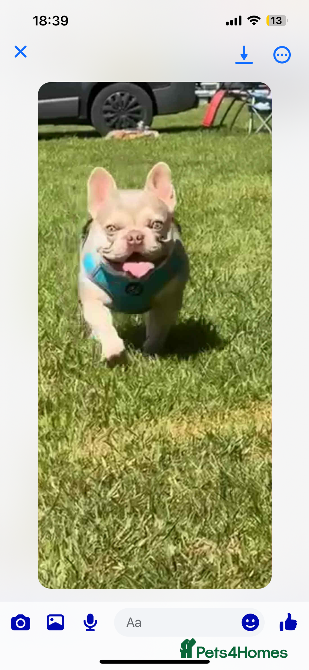 Mixed Breed dogs for sale: French bulldog/pocket bully  - Image 12