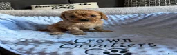 Cavapoo dogs for sale: F1 RED CAVAPOOS HEALTH TESTED KC PARENTS LICENSED  - Advert 25