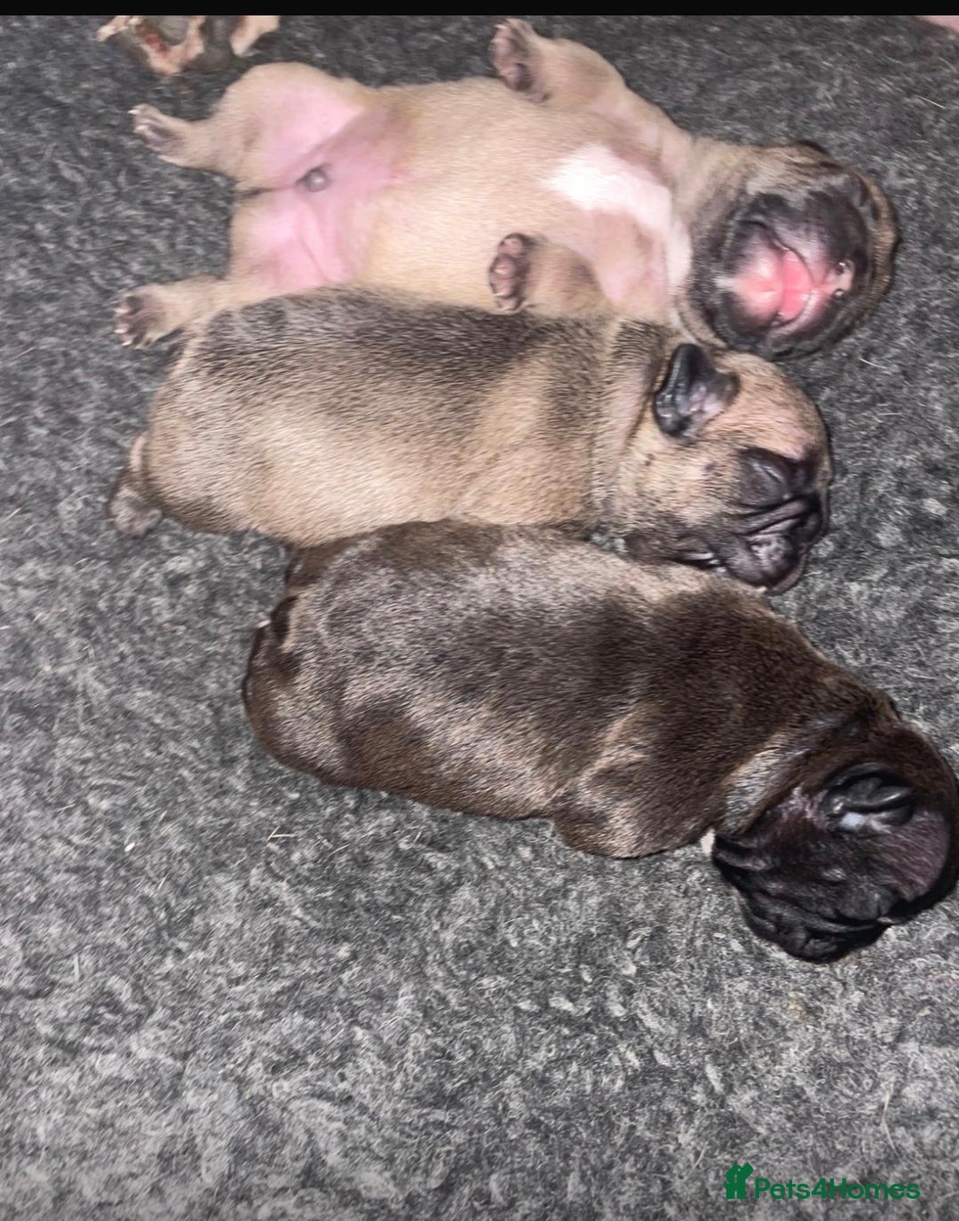 French Bulldog dogs for sale: French Bulldog Puppies PET PRICED  - Image 7