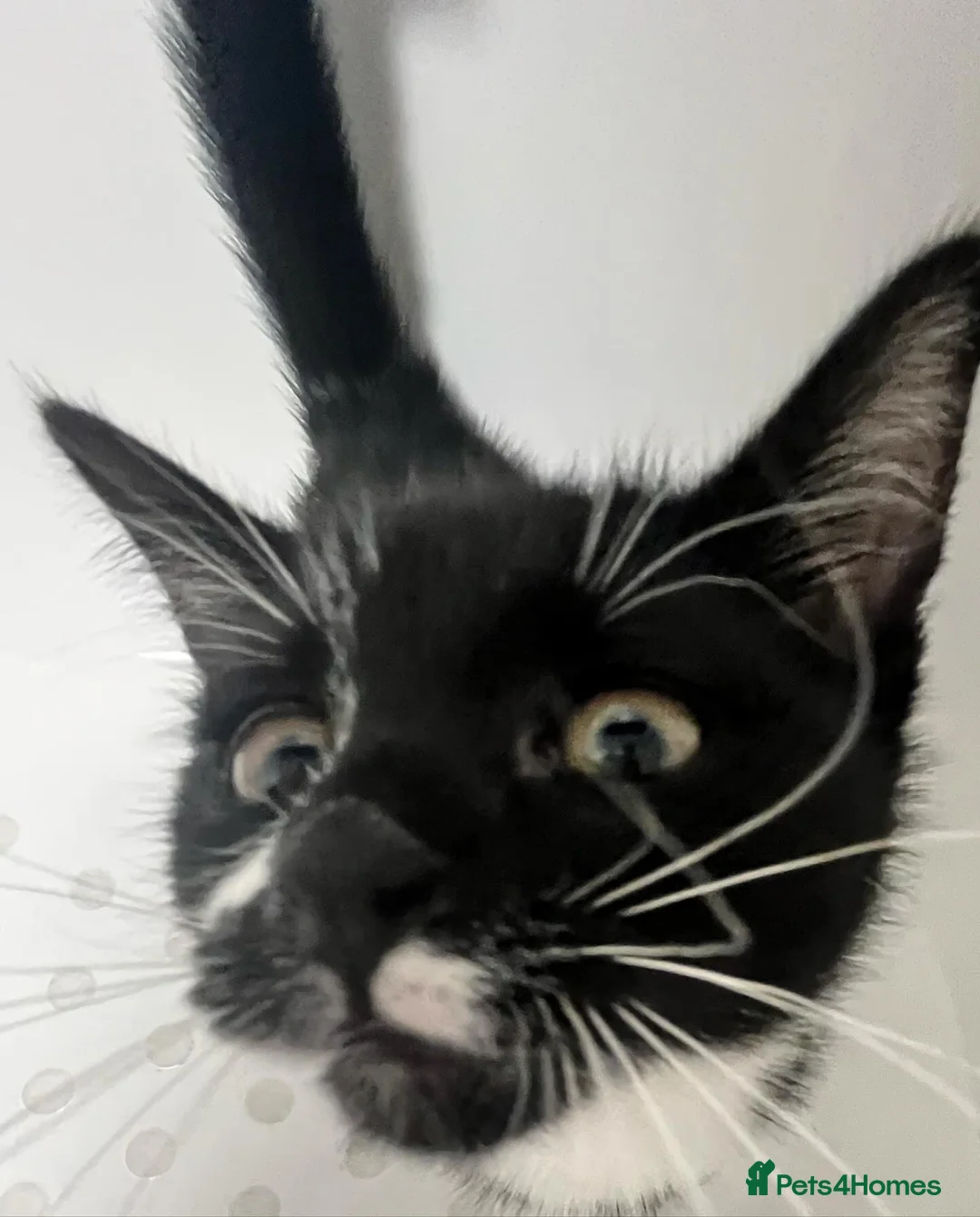 Mixed Breed cats for sale: 2 female cats - Advert 6