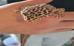 Gecko reptiles for sale: Leopard Gecko for sale - Advert 2