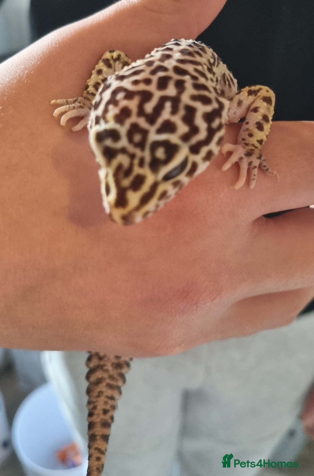 Gecko reptiles for sale: Leopard Gecko for sale - Advert 2