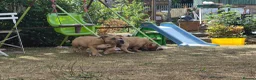 American Bully dogs for sale: American Pocket Bully’s  - Advert 6
