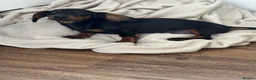 Dachshund dogs for sale: Male dachshund puppy in Leicester - Advert 2