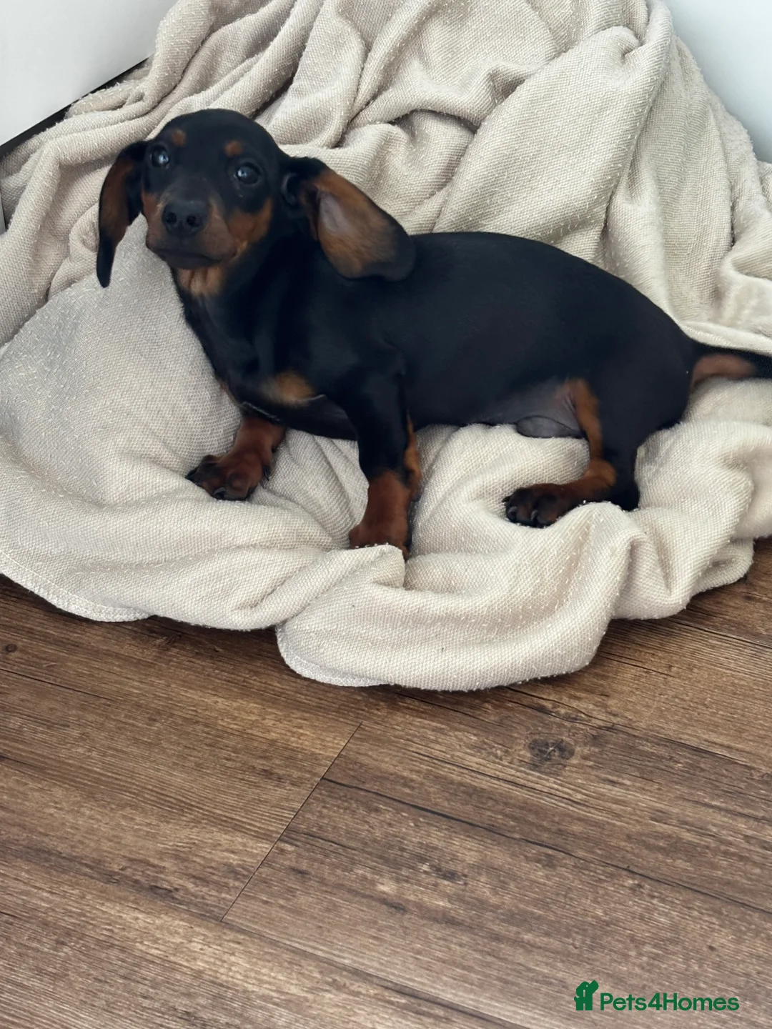 Dachshund dogs for sale: Male dachshund puppy in Leicester - Advert 2