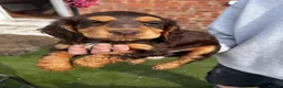 Cocker Spaniel dogs for sale: Cocker spaniel puppies - Advert 11