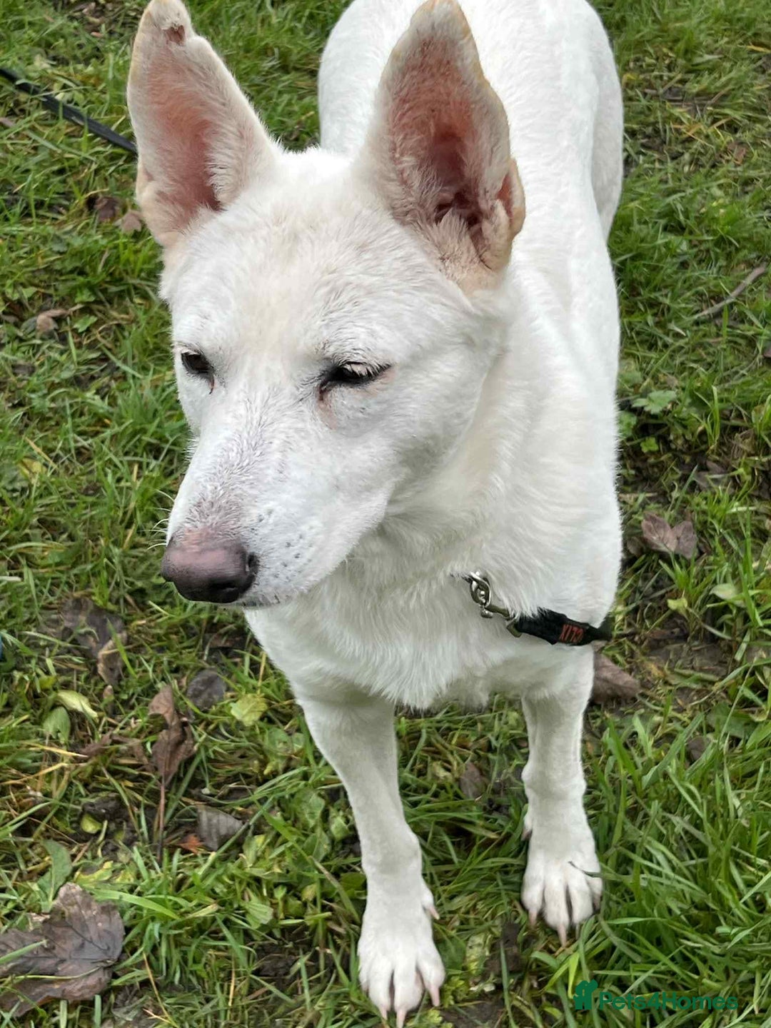 German Shepherd dogs for adoption: Asha needs a loving home  - Advert 10