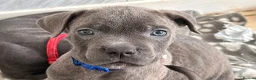 Cane Corso dogs for sale: Cane corso puppies   - Advert 14