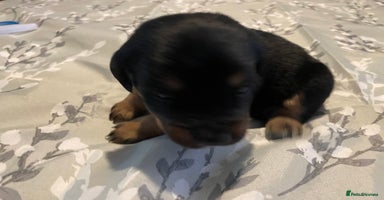 Mixed Breed dogs - Advert 3