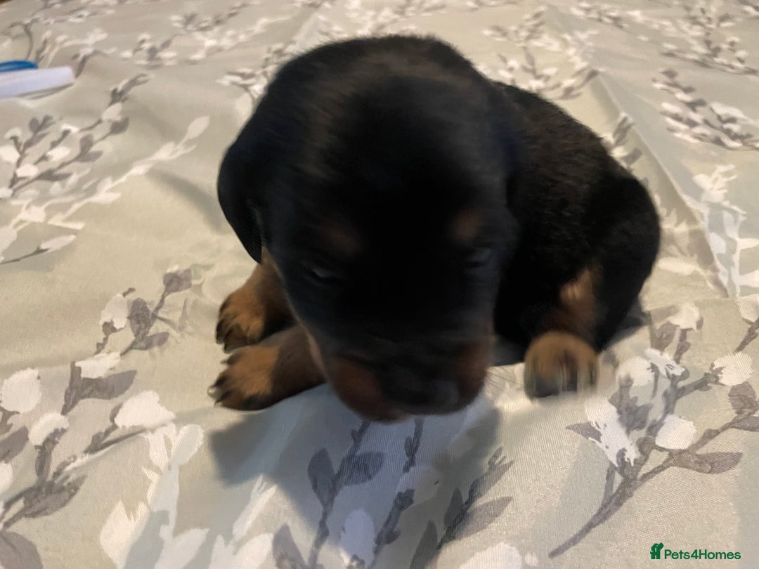 Mixed Breed dogs for sale: Sprollies - Image 2