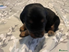 Mixed Breed dogs - Advert 10