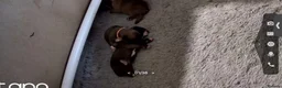 Boxer dogs for sale: Bobtailed boxer puppies  in Billericay - Advert 4