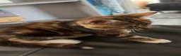 Mixed Breed cats for sale: Two female tortoise looking kittens - Advert 9