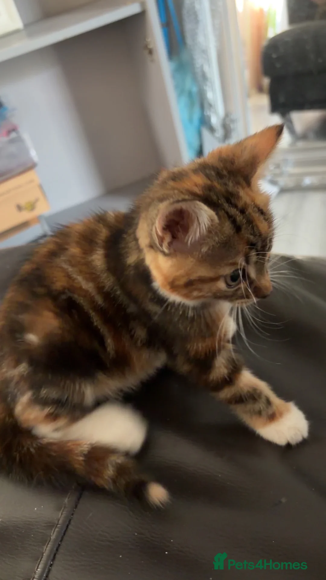 Mixed Breed cats for sale: Two female tortoise looking kittens - Advert 9