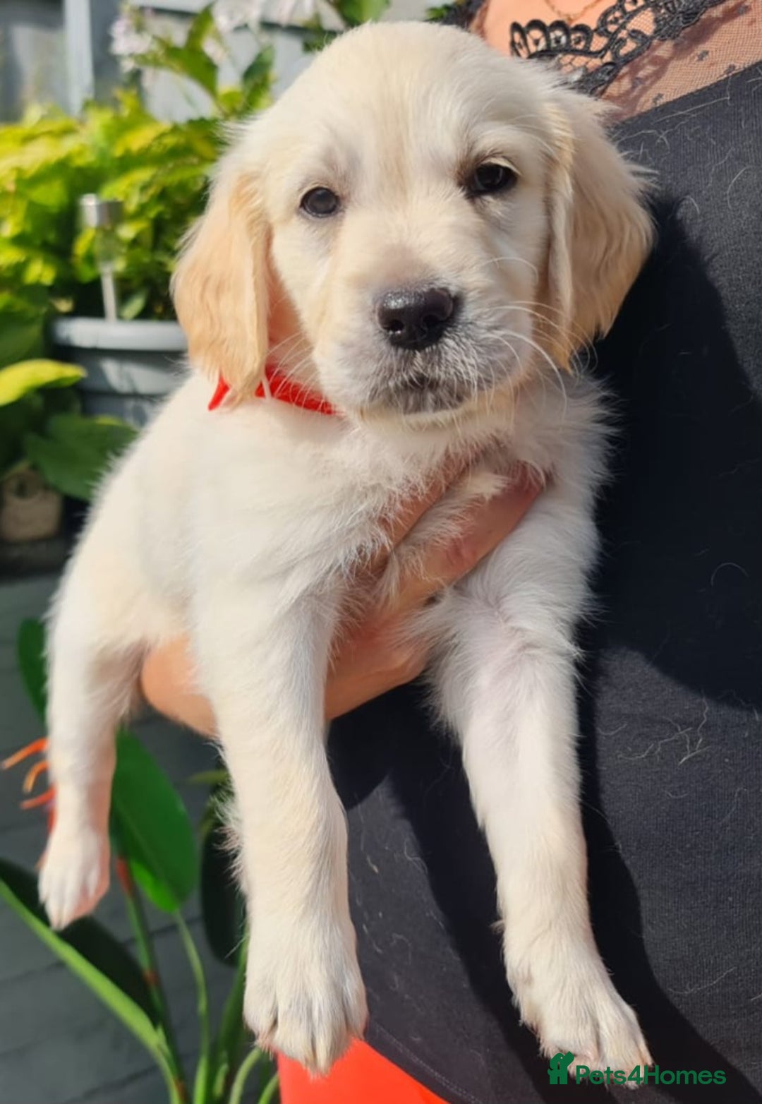Golden Retriever dogs for sale: Stunning Golden Retriever puppies  - Image 29