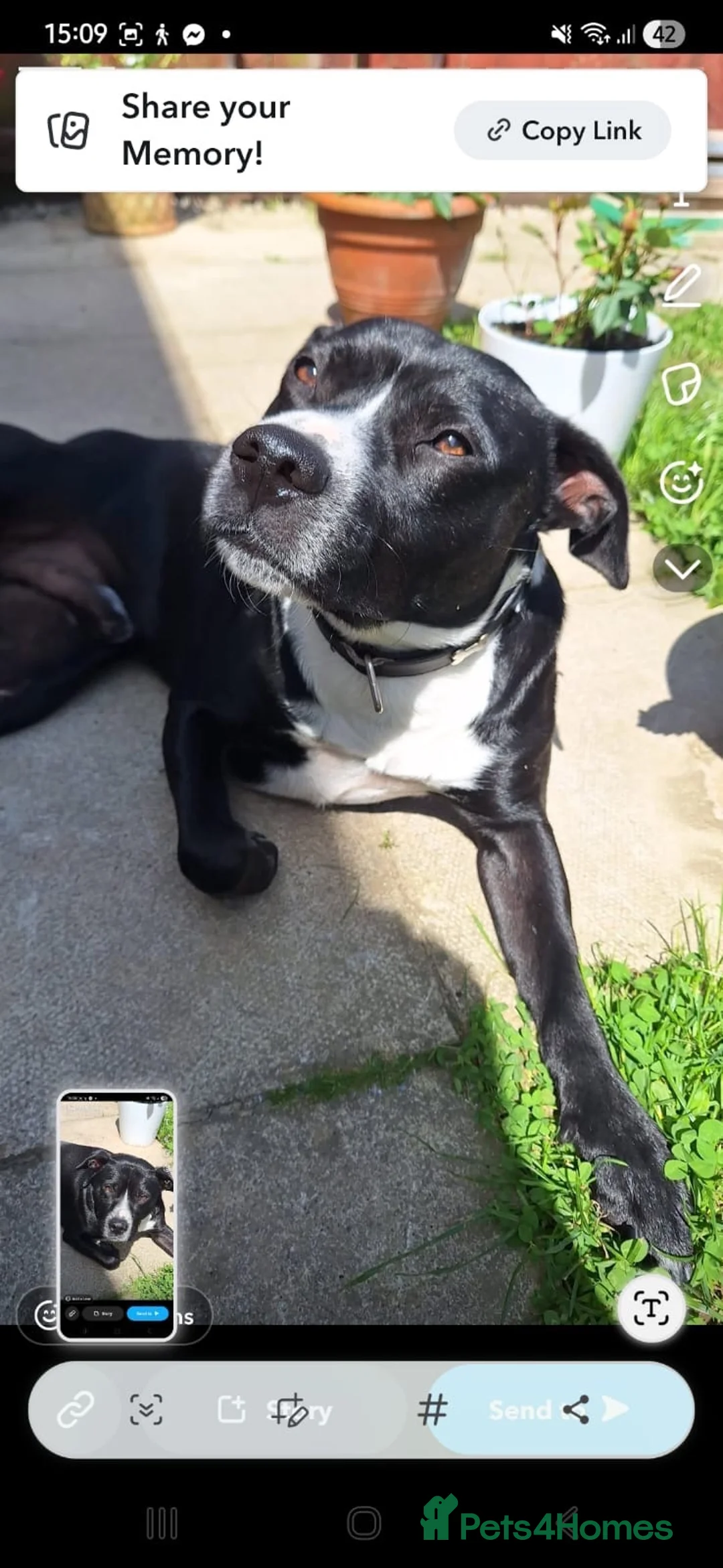 Mixed Breed dogs for sale: Adoption due to change in circumstances  - Advert 4
