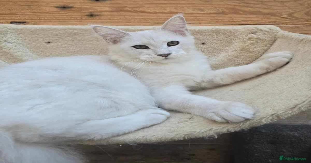 Kittens for sale in Hull, East Riding of Yorkshire | Pets4Homes
