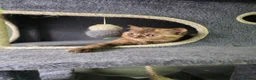 British Shorthair cats for sale: British shorthair kitten - Advert 2