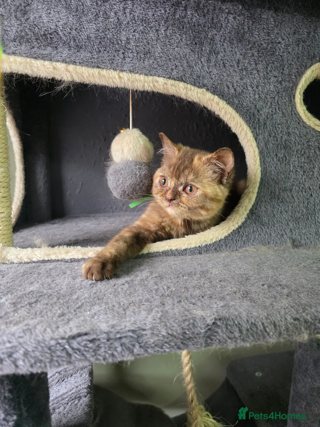 British Shorthair cats for sale: British shorthair kitten - Advert 2