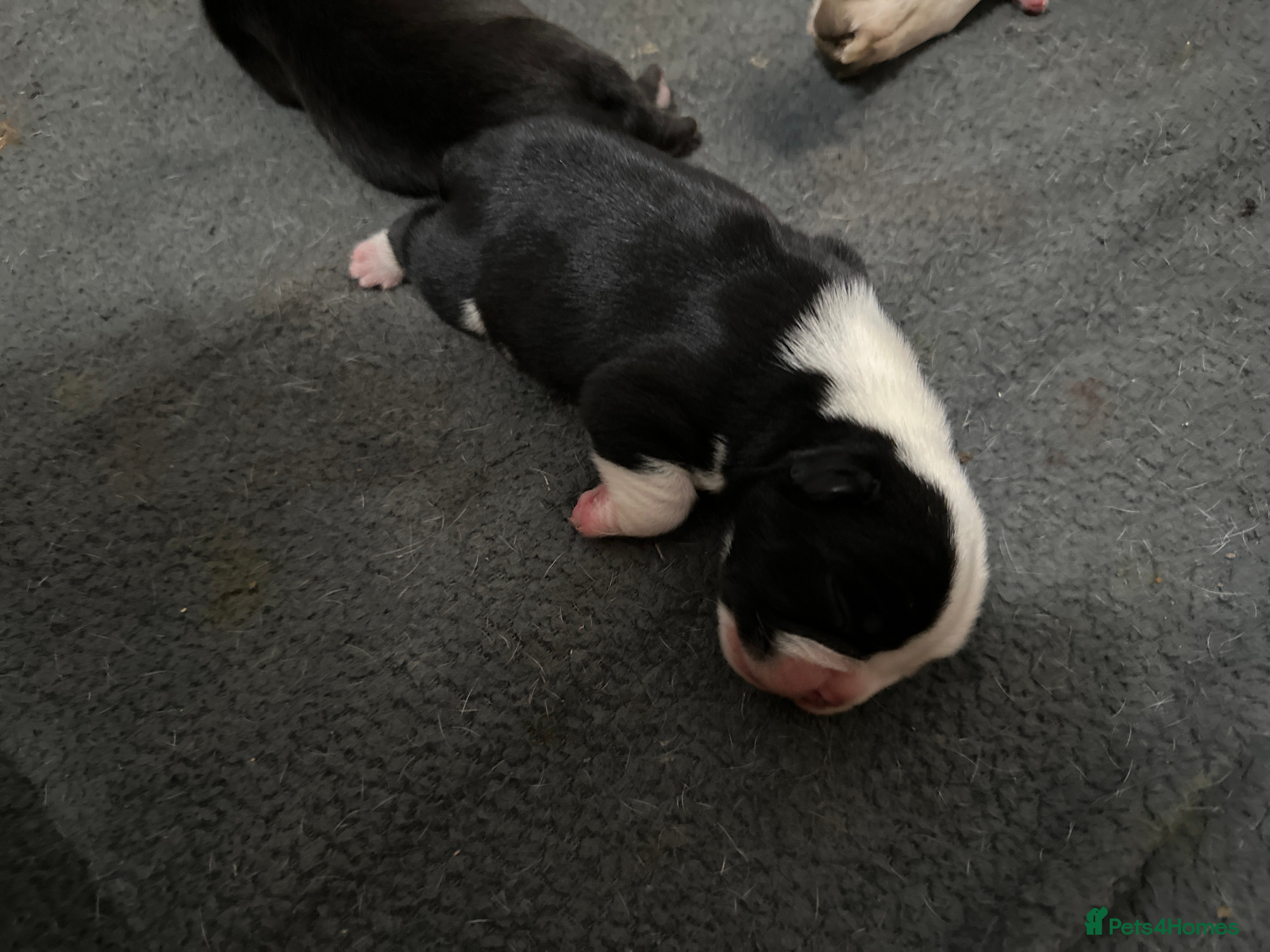 Mixed Breed dogs 7 American bulldog x French bulldog puppies  - Advert 2