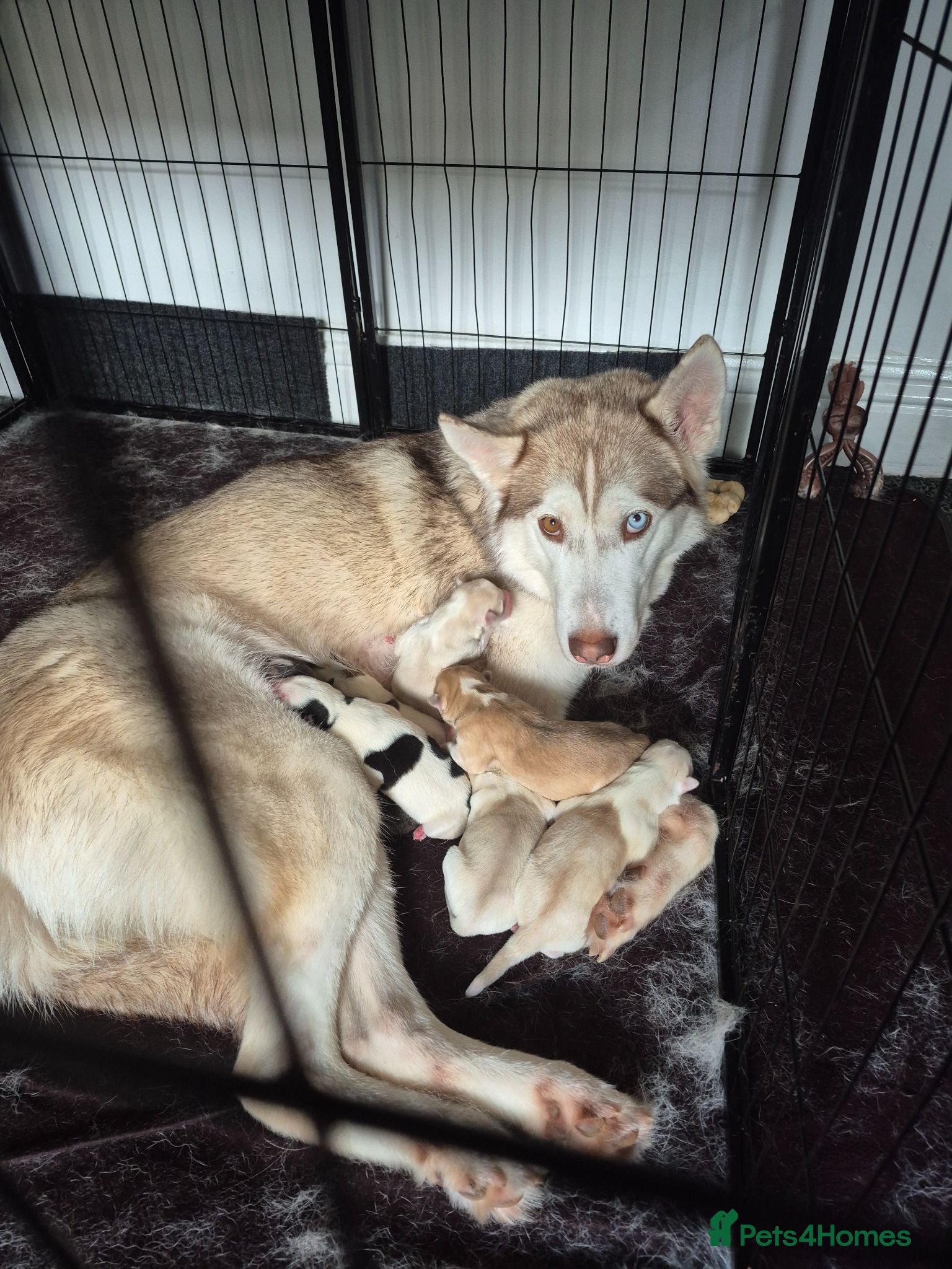 Siberian Husky dogs 5 beautiful siberian husky puppies  - Advert 1