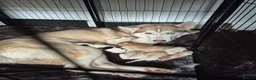 Siberian Husky dogs for sale: 5 beautiful siberian husky puppies  - Advert 1