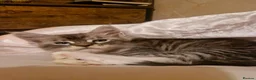 Maine Coon cats for sale: Sweet Maine coon - Advert 9