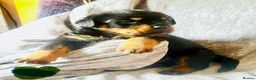 Rottweiler dogs for sale: Stunning KC Registered Rottweiler puppies  - Advert 11