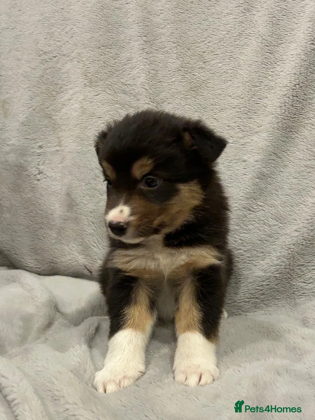 Border Collie dogs for sale: Border collie puppies  - Advert 6