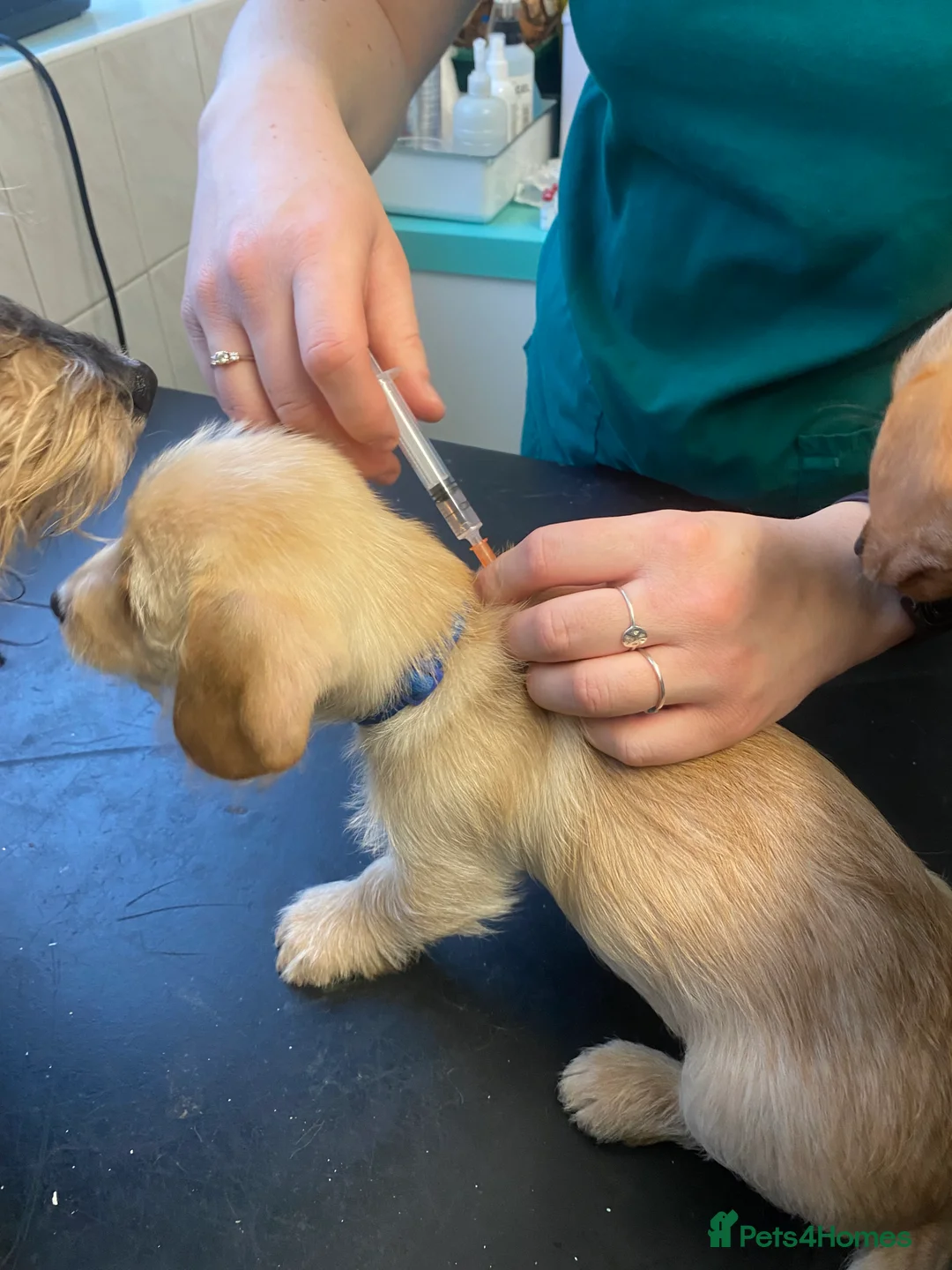 Mixed Breed dogs for sale: Daxie-CHON PUPPIES FOR SALE - Advert 28