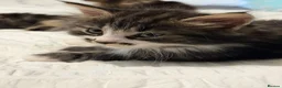 Mixed Breed cats for sale: BEAUTIFUL HOME REARED TABBY KITTENS ready 19/08/26 - Advert 36