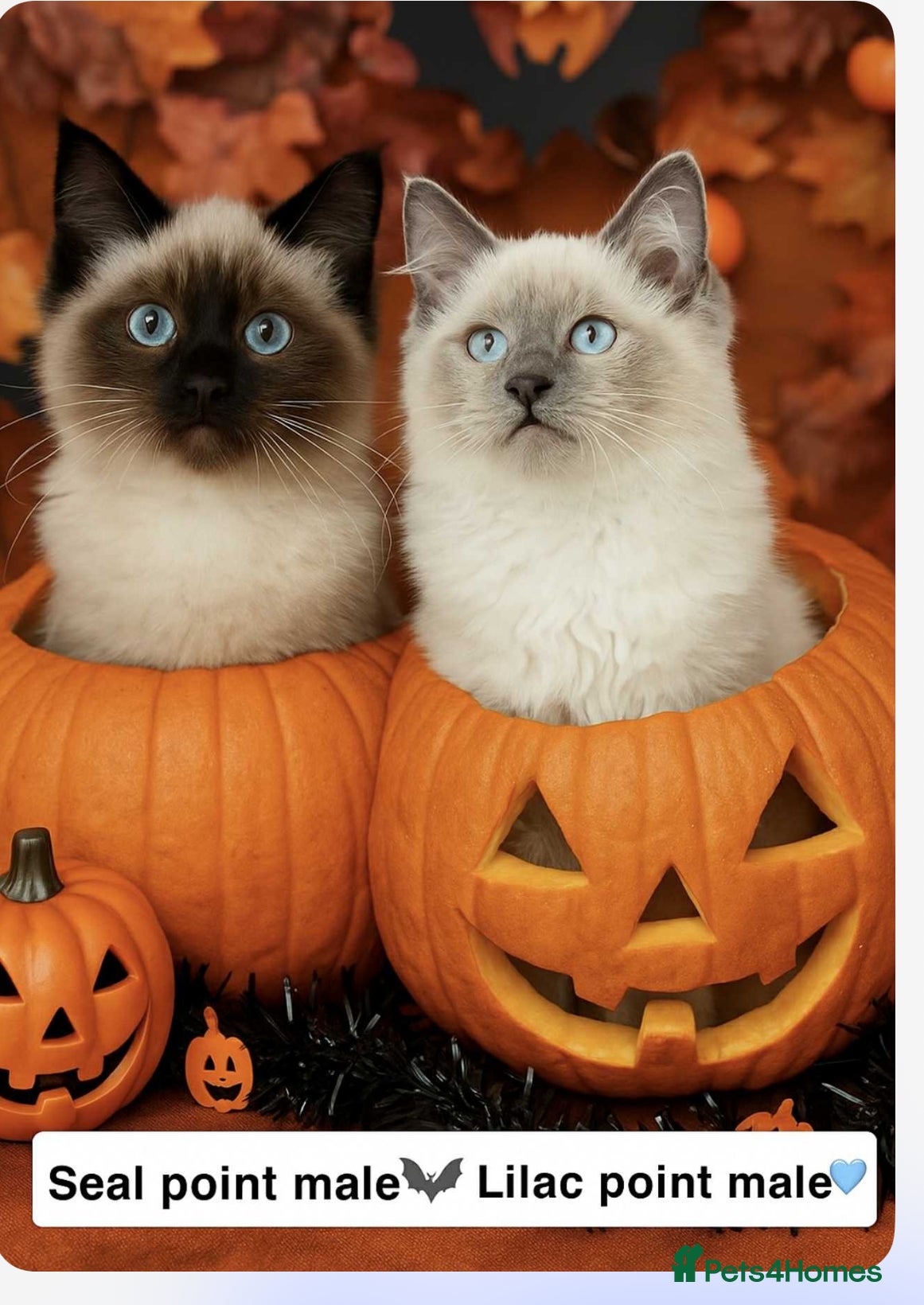 Ragdoll cats Stunning Ragdoll kittens  - Advert 18