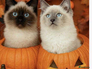 Ragdoll cats - Advert 15