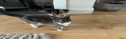 Mixed Breed cats for sale: 3 gorgeous tabbies  - Advert 5