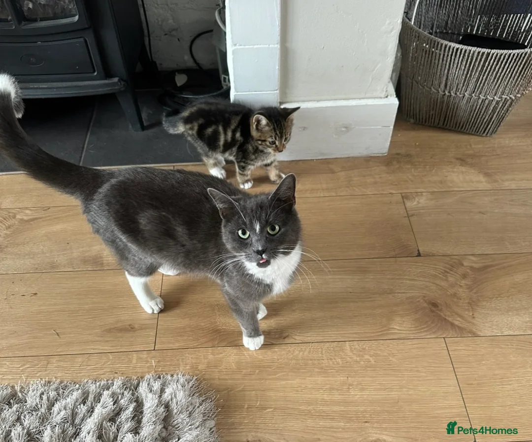 Mixed Breed cats for sale: 3 gorgeous tabbies  - Advert 5