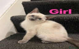 Ragdoll cats for sale: Adorable kittens Ragdoll for sale  - Image 12