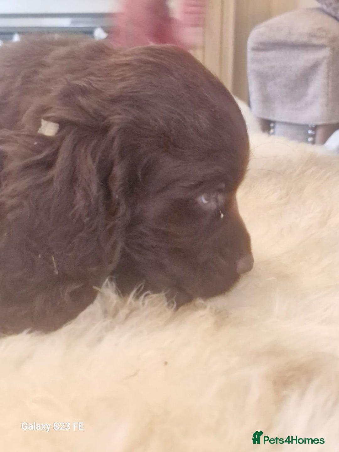 Cocker Spaniel dogs for sale: Cocker Spaniel puppies  - Image 23
