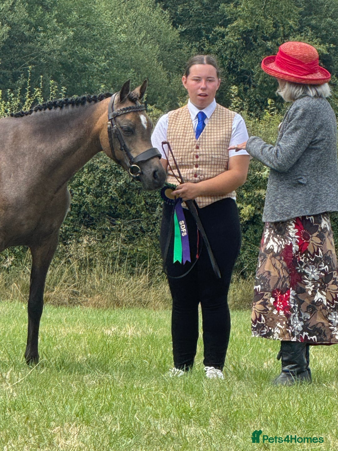 Welsh Section B horses for sale: sad sale of the most beautiful little dun mare! - Image 3