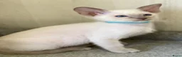 Siamese cats for sale: GCCF Registered Siamese Kittens  - Advert 23