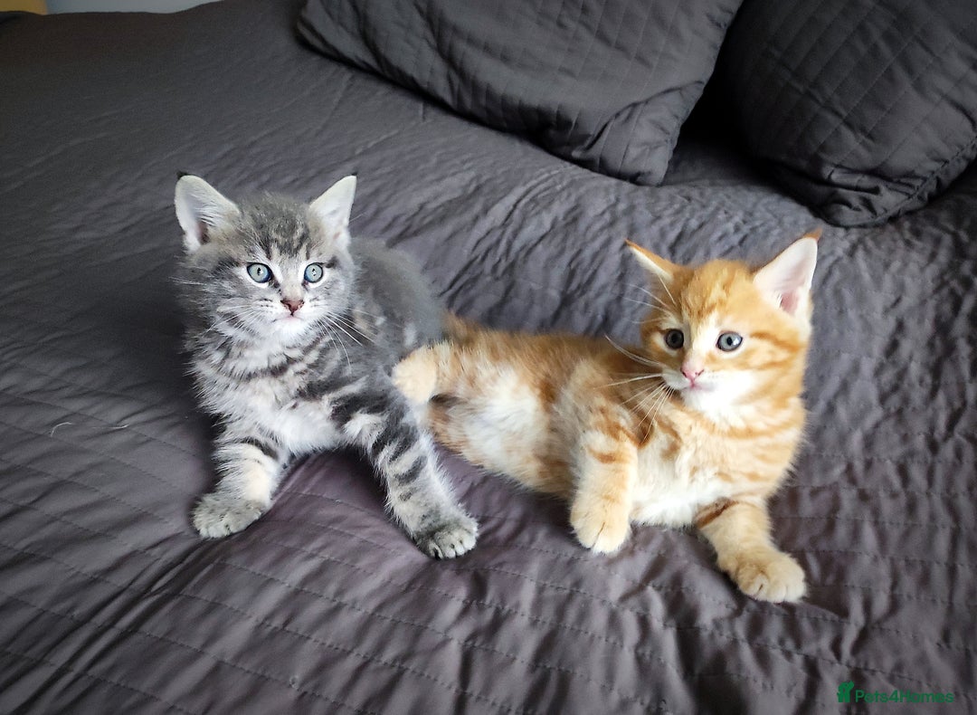 Mixed Breed cats for sale: 🐾 Affectionate Maine Coon Mix Kittens for Sale 🐾 - Advert 15