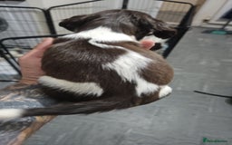 English Springer Spaniel dogs for sale: Springer spaniel puppy's  - Image 3