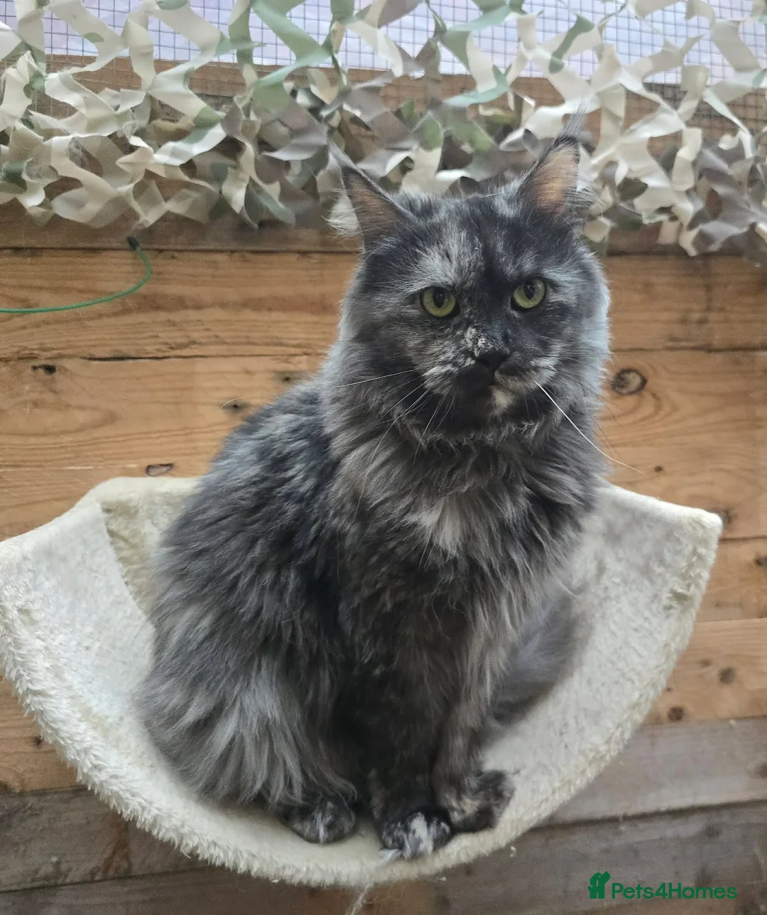 Maine Coon cats for sale: 3yr old Ex Queen full Maine Coon - Advert 13